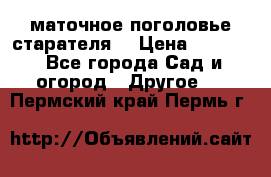 маточное поголовье старателя  › Цена ­ 3 700 - Все города Сад и огород » Другое   . Пермский край,Пермь г.